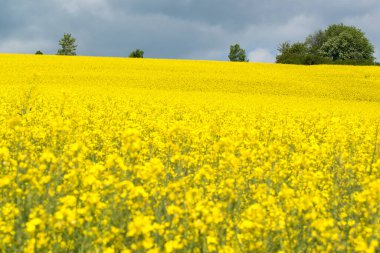 Güzel sarı çiçek açan tecavüz tohumu tarlası, Almanya