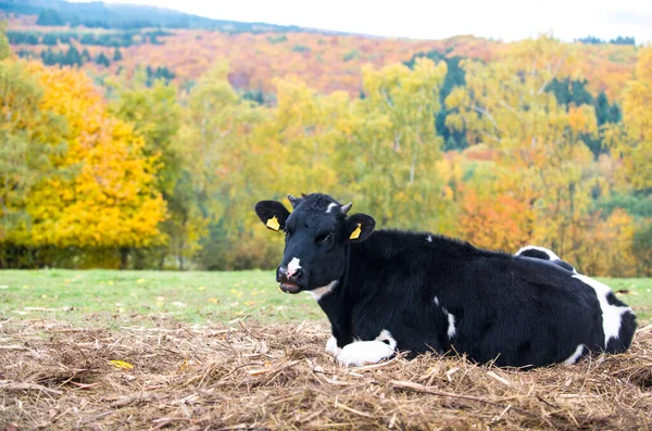 Paisaje Rural Otoñal Con Vaca Negra Árboles Colores Alemania — Foto de Stock