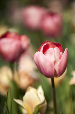 Güzel çiçek arkaplanı, bahçede açan parlak laleler güneşli bahar gününün ortasında yeşil çimlerle