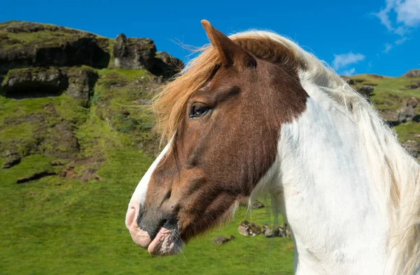 Ισλανδικό Άλογο Ένα Πράσινο Λιβάδι Ισλανδία — Φωτογραφία Αρχείου