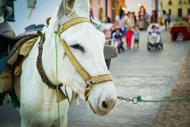 İspanya 'daki köy festivallerinde beyaz eşek