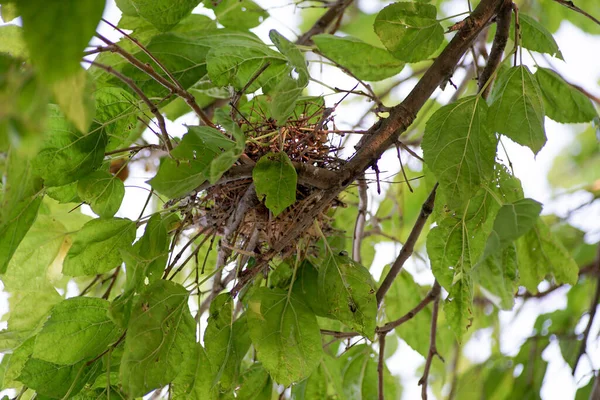 Gniazdo Ptaków Gałęzi Drzew Bez Zwierząt — Zdjęcie stockowe