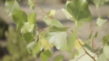 Bitki yaprakları gün batımında rüzgarda ağır çekimde hareket eder.
