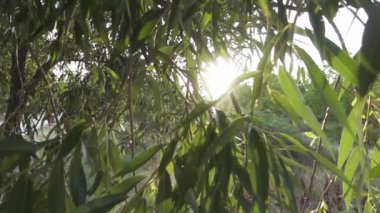 Ağaç dalları arasında yavaş çekimde hareket etmek