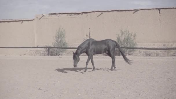 Cheval arabe noir marchant au ralenti. Situé au Maroc un jour de septembre