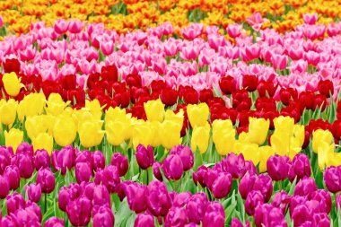 Renkli Lale çiçek alanı