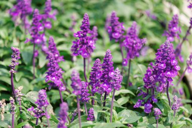 Yeşil bahçede güzel çiçekler