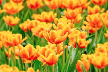 Parkta turuncu lale çiçekleri