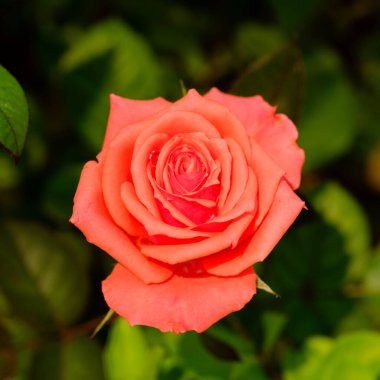 Bulanık bahçede kırmızı gül