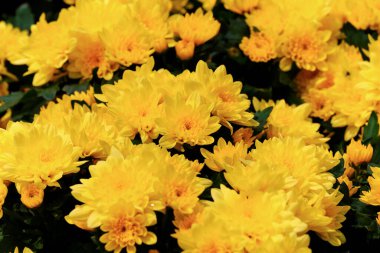 Bahçedeki güzel sarı çiçekler