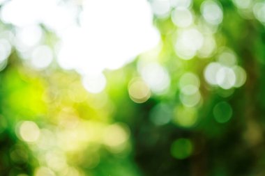 Bokeh ile soyut yeşil doğa arkaplanı.