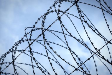 Dikenli teller gökyüzüne karşı