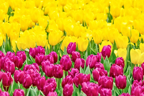 Veld Van Mooie Tulpen Het Voorjaar Van — Stockfoto