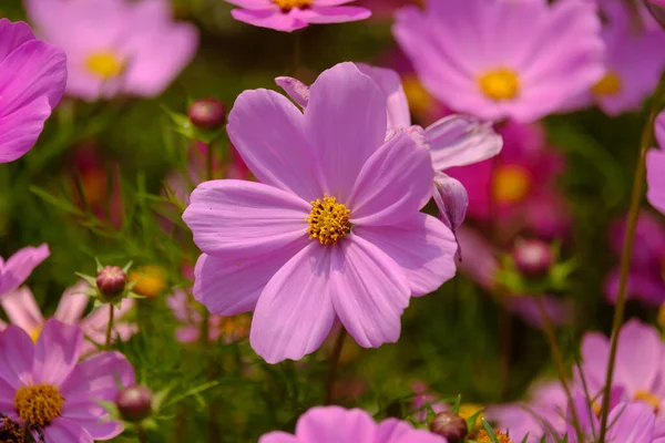 Fleurs Cosmos Roses Dans Jardin — Photo