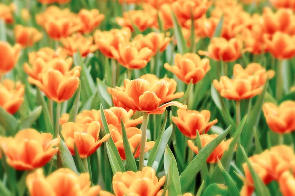 Kleurrijke Tulpenbloemen Tuin — Stockfoto