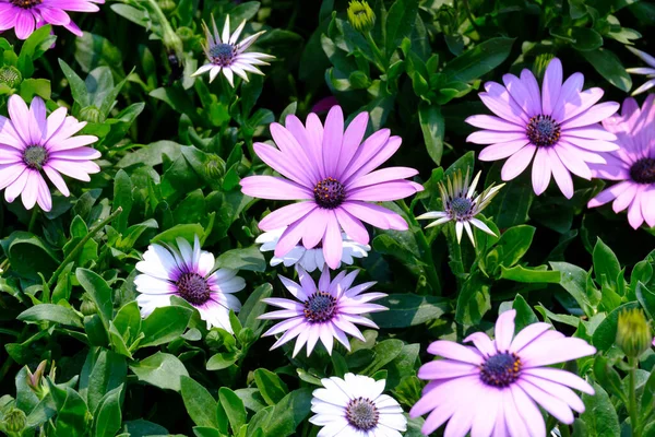 Primer Plano Unas Hermosas Flores Jardín Verde — Foto de Stock