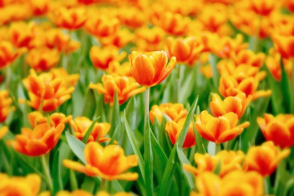 Orangefarbene Tulpenblüten Garten — Stockfoto