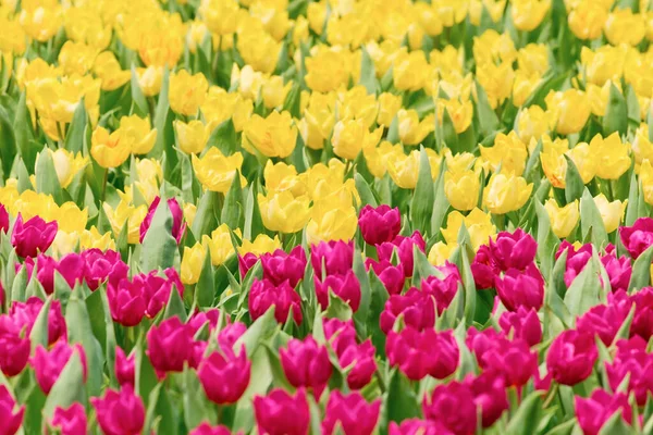 Bei Fiori Tulipani Colorati — Foto Stock