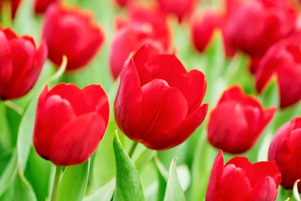 Rote Tulpenblüten Aus Nächster Nähe — Stockfoto