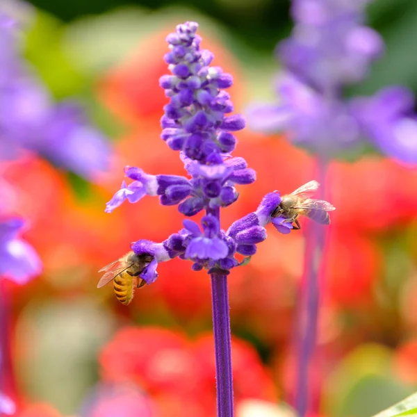 Bulanık Bahçede Güzel Çiçekler — Stok fotoğraf