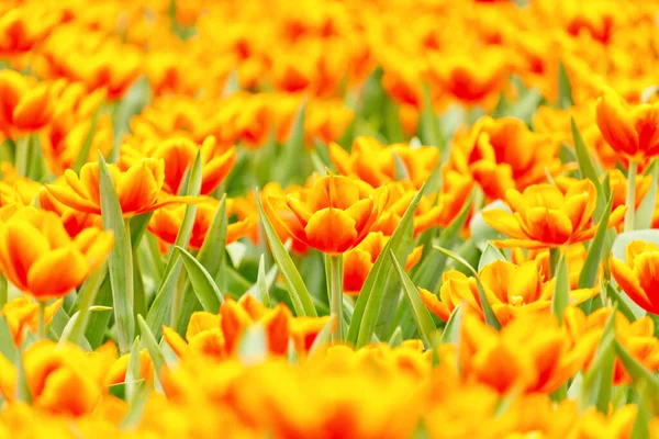 Mooie Gele Tulpen Het Voorjaar — Stockfoto