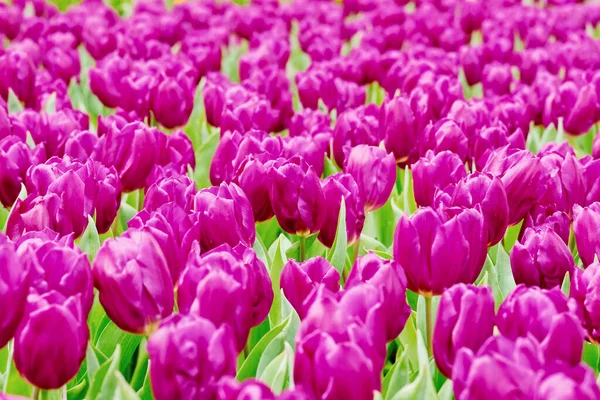 Mooie Roze Tulpen Een Lentetuin — Stockfoto