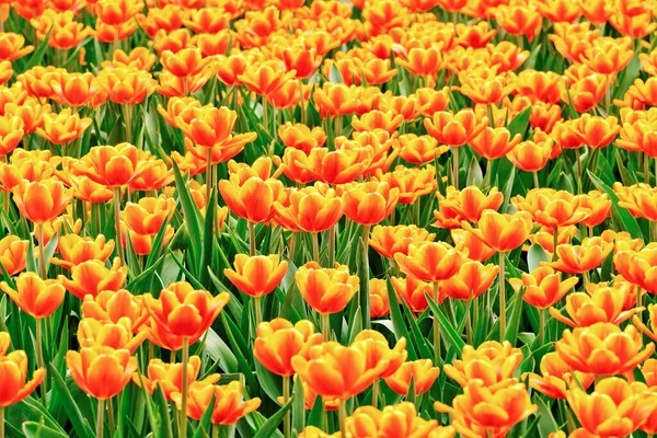 Schöne Tulpenblumen Park — Stockfoto