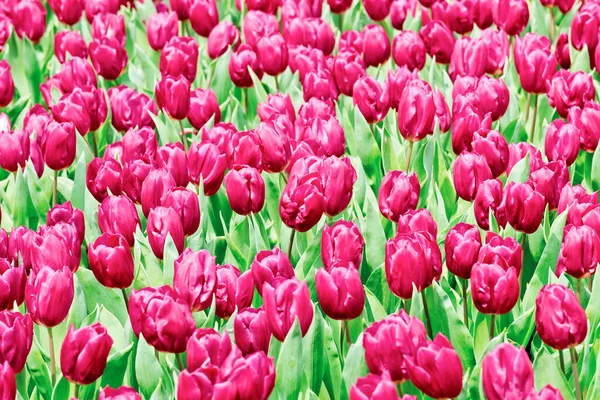 Beautiful Pink Tulips Spring Garden — Stock Photo, Image