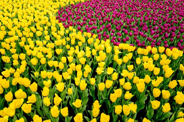 Kleurrijke Tulpen Het Park Voorjaar Achtergrond — Stockfoto