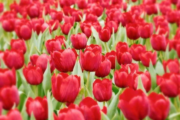 Schöne Rote Tulpen Park — Stockfoto