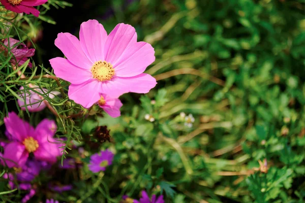 Hermosas Flores Jardín Verde — Foto de Stock