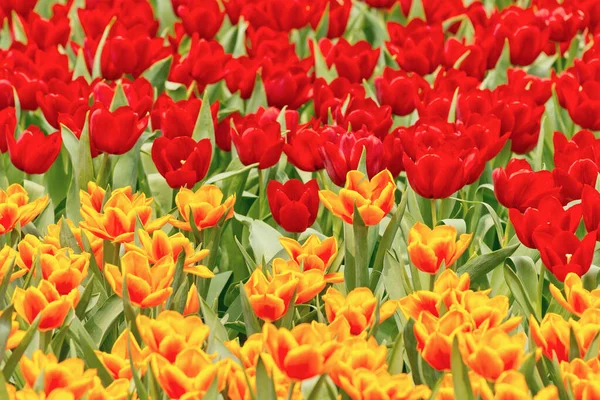 Tulpen Bloemen Groene Tuin — Stockfoto