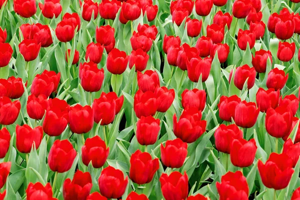 Mooie Kleurrijke Tulpen Voorjaarstuin — Stockfoto