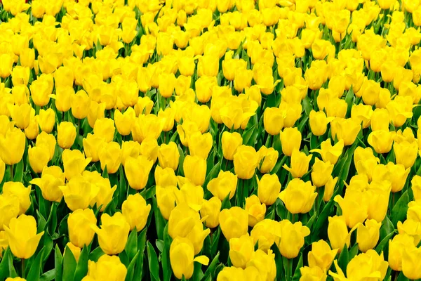 Gele Tulpen Een Veld Nederland — Stockfoto