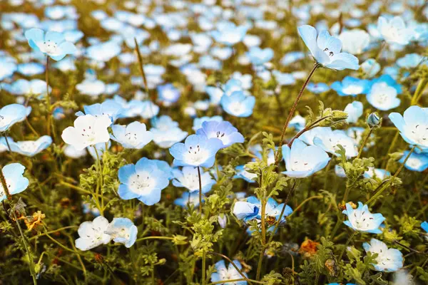 Flores Azules Jardín Verano — Foto de Stock
