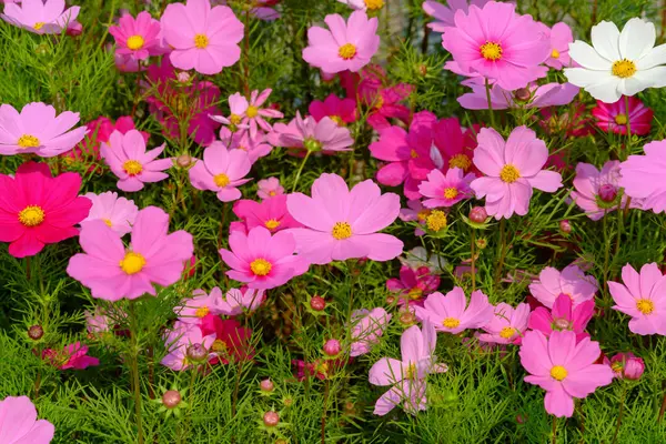 Cosmos Flores Que Florecen Jardín — Foto de Stock