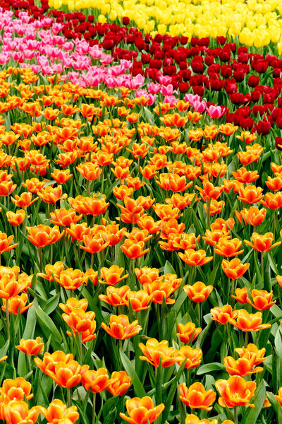 colorful tulips in spring in a garden