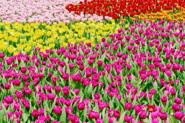 Yeşil bahçede lale çiçekleri