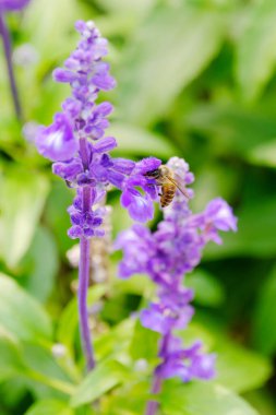 Bahçedeki güzel mor çiçekler