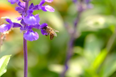 Bahçedeki mor çiçekte güzel bir arı
