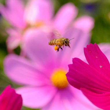 Arı yeşil bahçede bir çiçeğin üzerinde