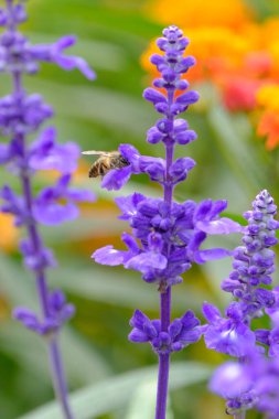 Bahçedeki güzel çiçekler ve arılar