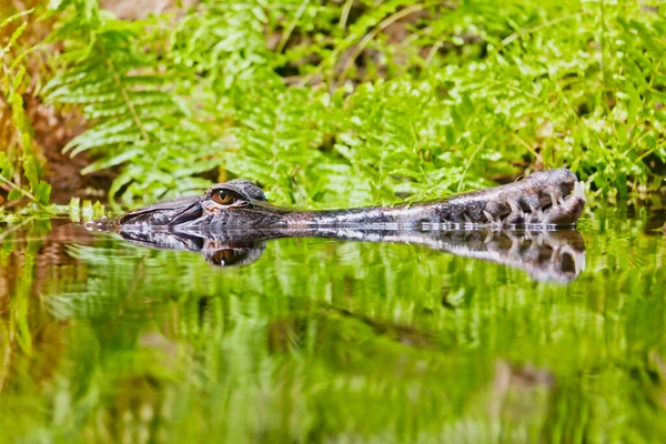 Danger Alligator Water Swamp — Stock Photo, Image