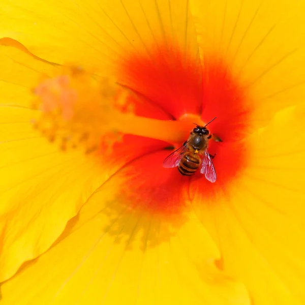 Close View Bee Beautiful Blooming Flower — Stock Photo, Image