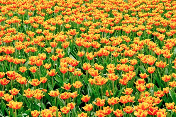 Színes Tulipán Virágok Alföldön — Stock Fotó