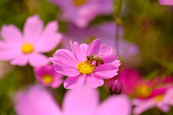 Kolorowe Kwiaty Pszczołą Polu — Zdjęcie stockowe