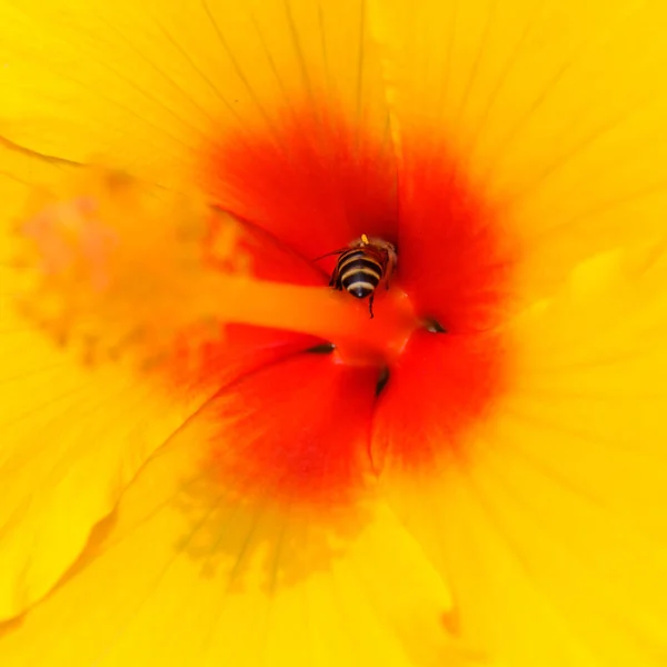 Zblízka Pohled Včelu Krásné Kvetoucí Květiny — Stock fotografie