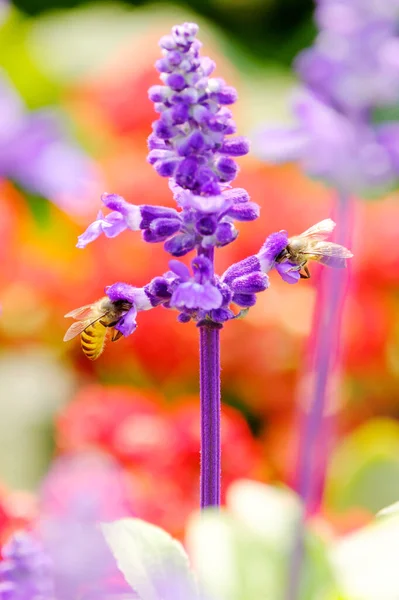 Красивые Цветы Фиолетовом Саду — стоковое фото