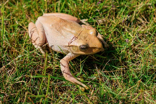 Brauner Frosch Grünen Gras — Stockfoto