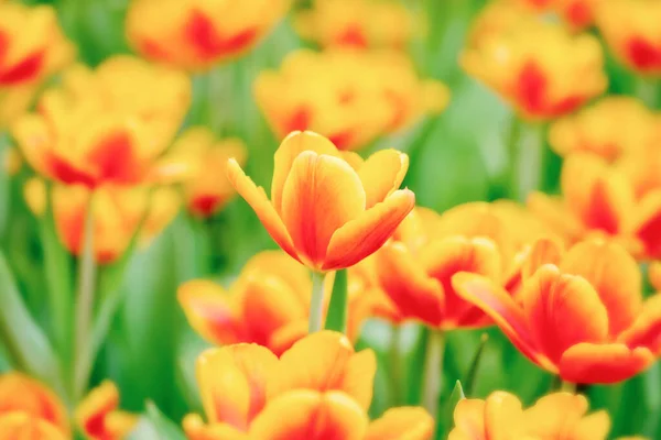 Orange Und Gelbe Tulpen Auf Dem Grünen Gras — Stockfoto